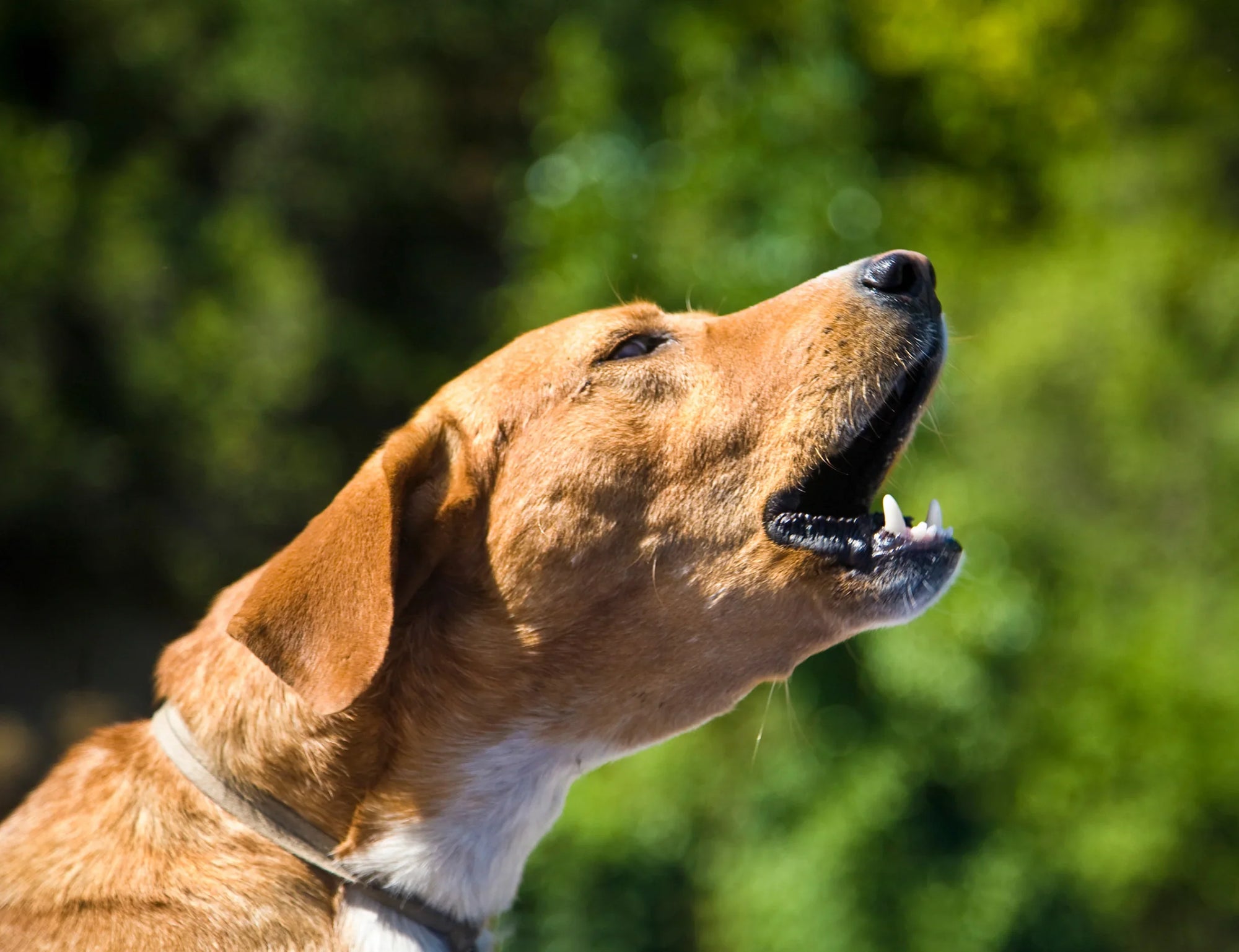 איך לגרום לכלב להפסיק לנבוח? 7 שיטות שעובדות באמת