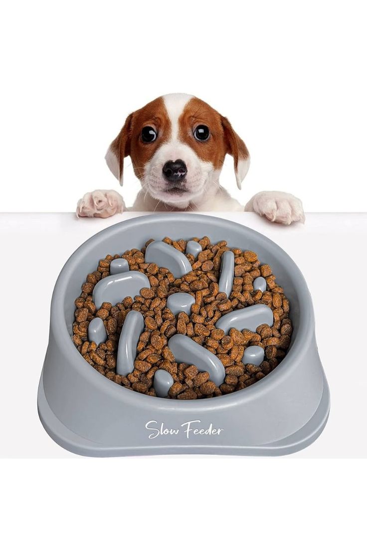 קערת האכלה איטית