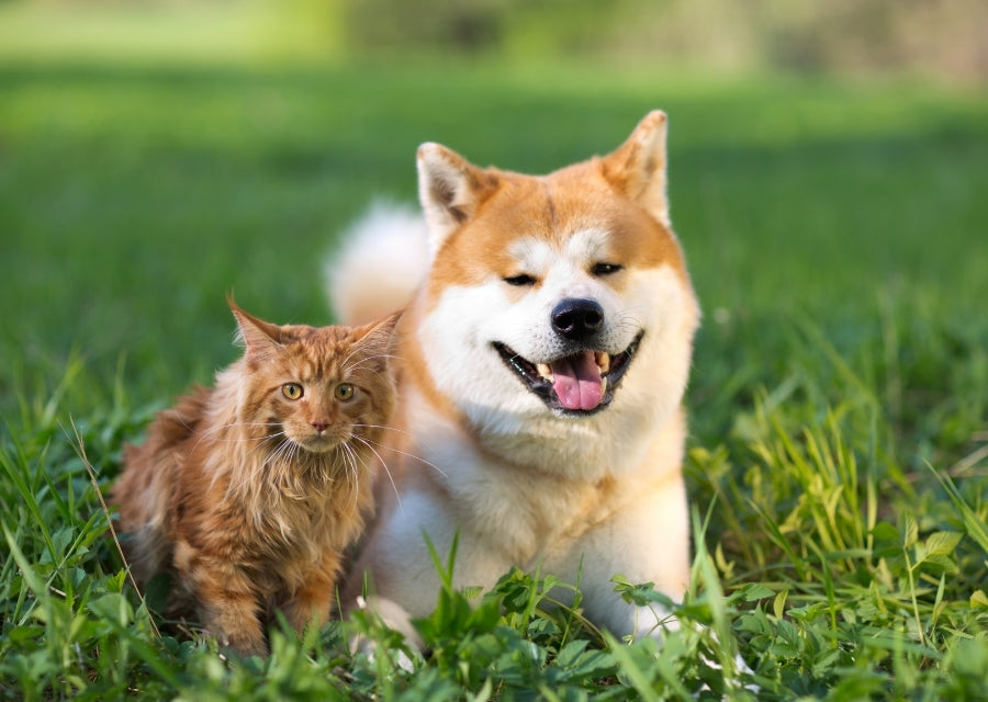 שמות לכלבים זכרים ונקבות – הרשימה המלאה לבחירת שם מושלם לכלב