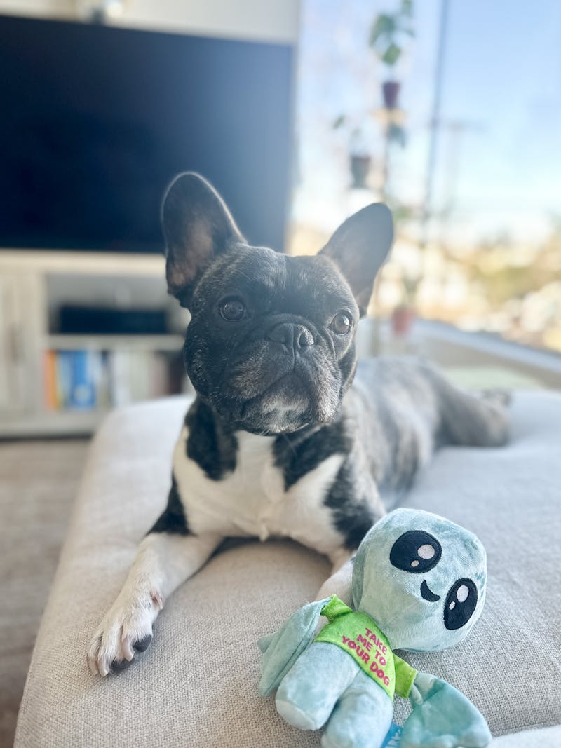 כלב מתאים לדירה - איזה כלב מתאים לדירה