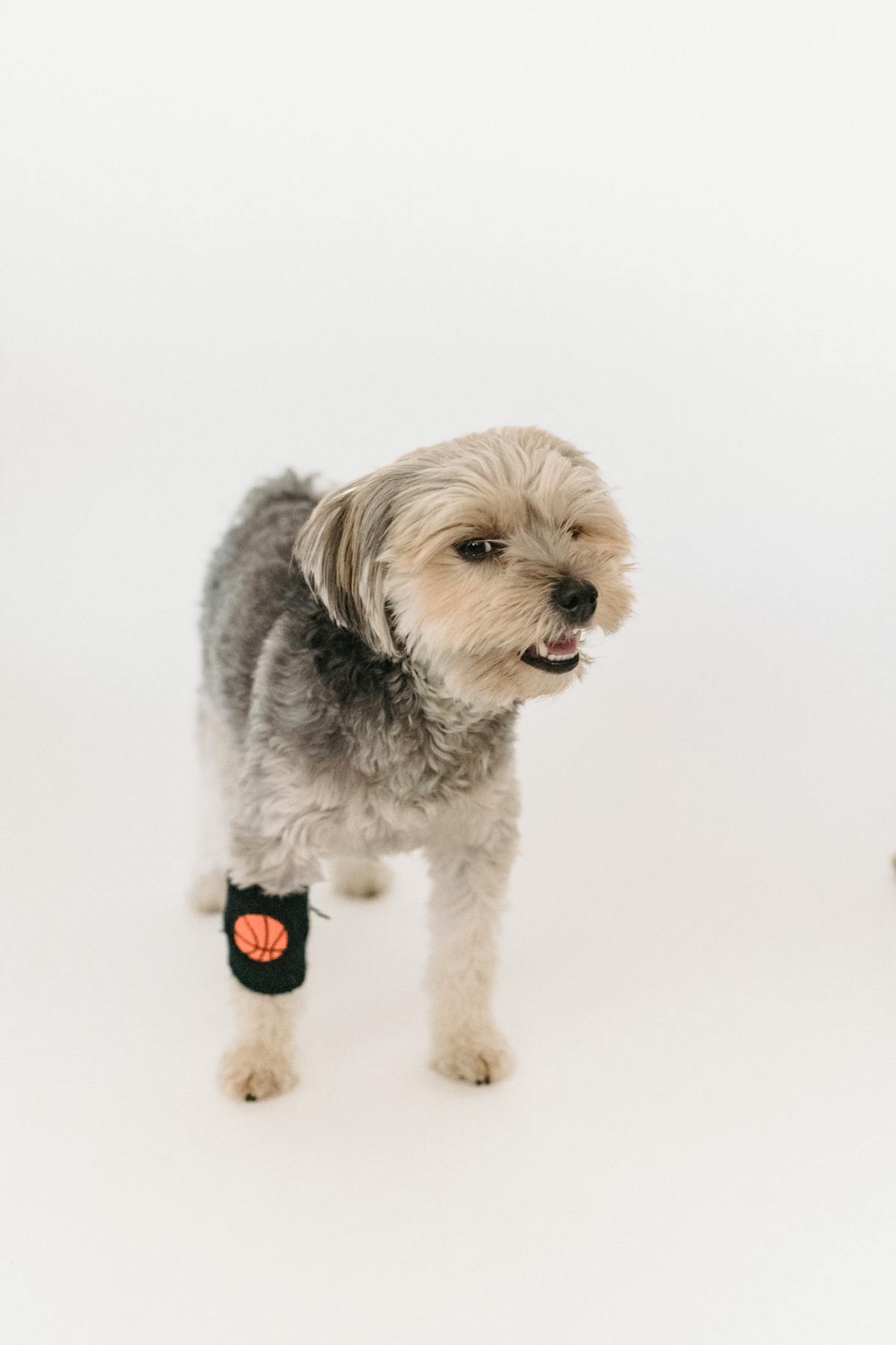 כלב מקבל רחצה עם שמפו — שמפו לכלבים