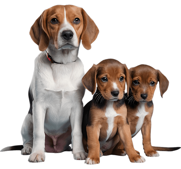 מוצרים שכל בעל כלב חייב בבית – ציוד חובה לכלבים