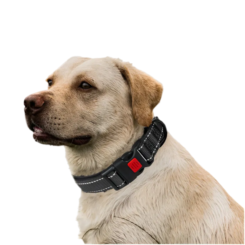 קולר מחזיר אור על צוואר כלב – נראות גבוהה בלילה